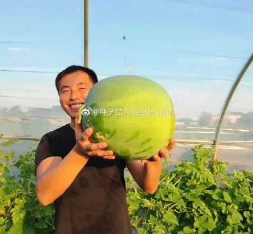 西瓜视频吃瓜猪娱乐